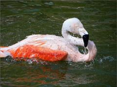 149 BIO PARC DE DOUE LA FONTAINE 6- 2016_000014